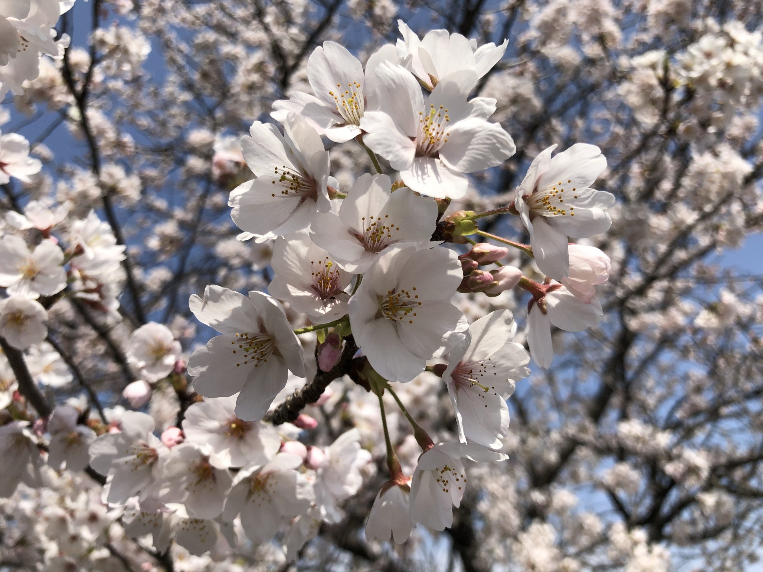 令和２年度がスタートしました．