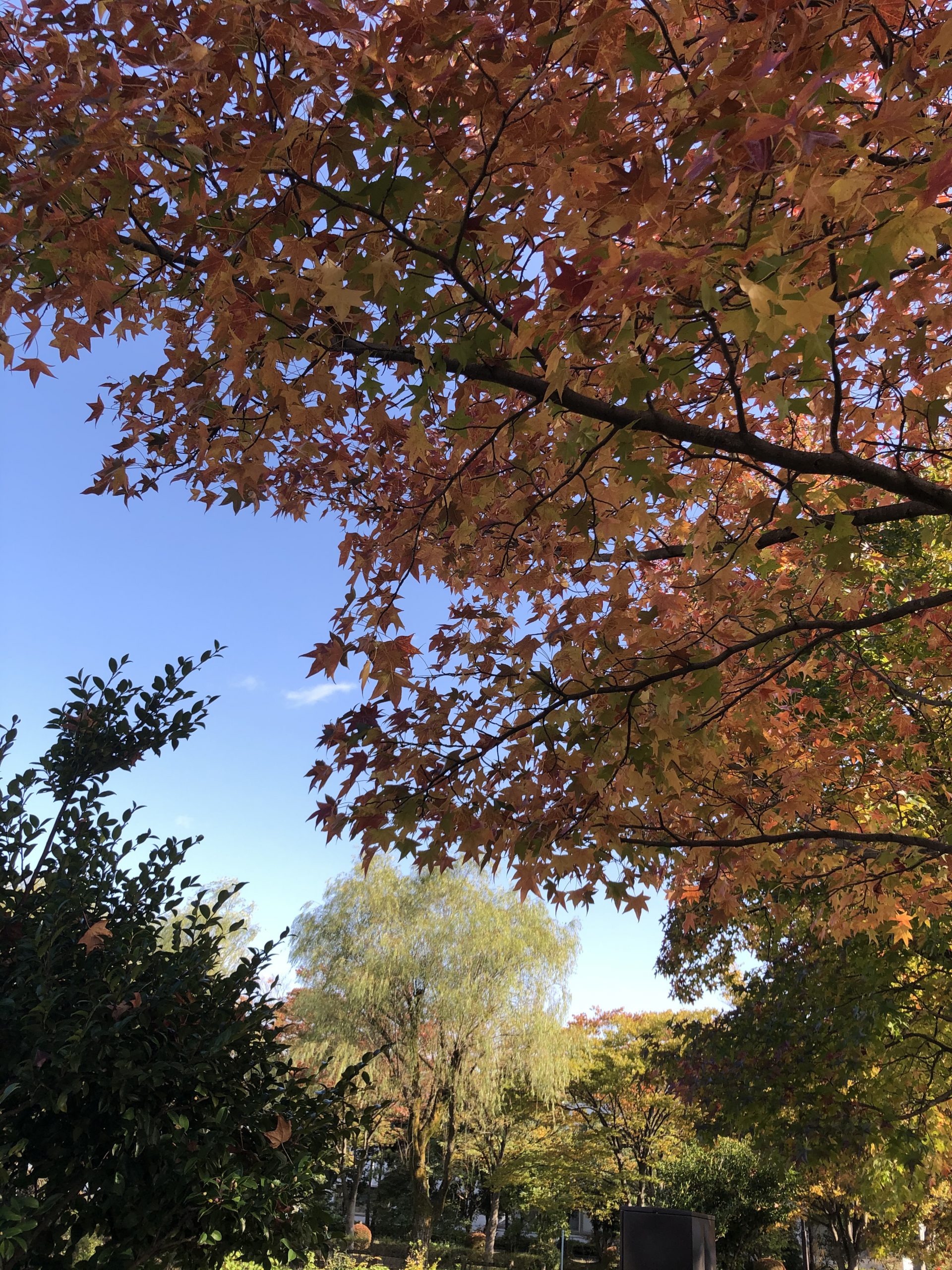 八束穂の紅葉が見頃を迎えています．