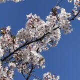 八束穂の桜 (Y2024)