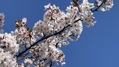 八束穂の桜 (Y2024)