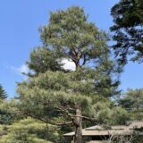 2026秋 金沢でCAEを考える一週間（1DCAE・MBDシンポジウム2026 & オープンCAEシンポジウム2026，2026/11/9-13）