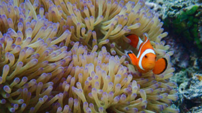 The 36th International Symposium on Transport Phenomena; ISTP-36 (Dec. 2-5, 2026, Ishigaki)